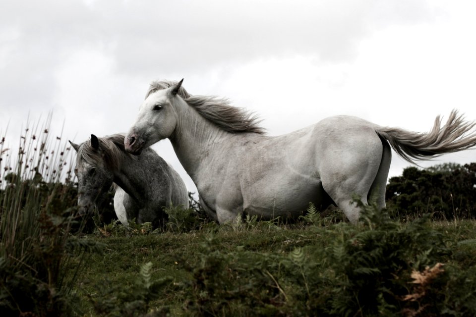 Horse Mane Horse Like Mammal Fauna