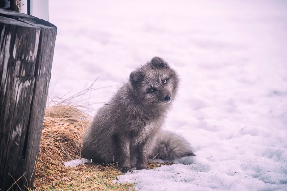 Fauna Wildlife Snow Winter
