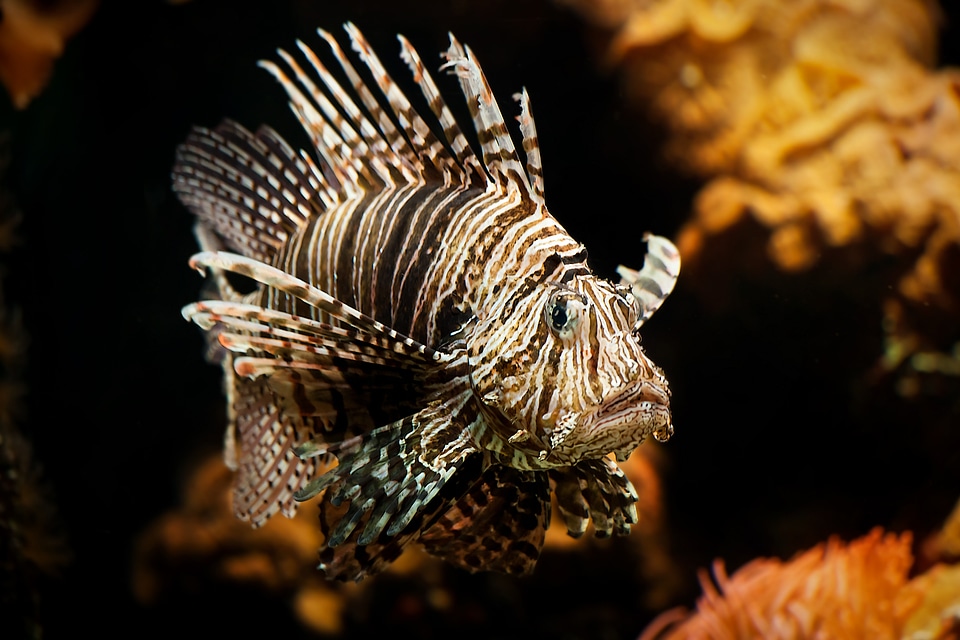 Toy beautiful striped