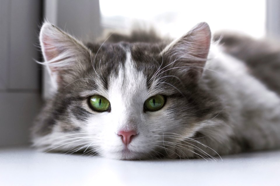 Cat Whiskers Small To Medium Sized Cats Fauna