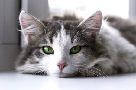 Cat Whiskers Small To Medium Sized Cats Fauna