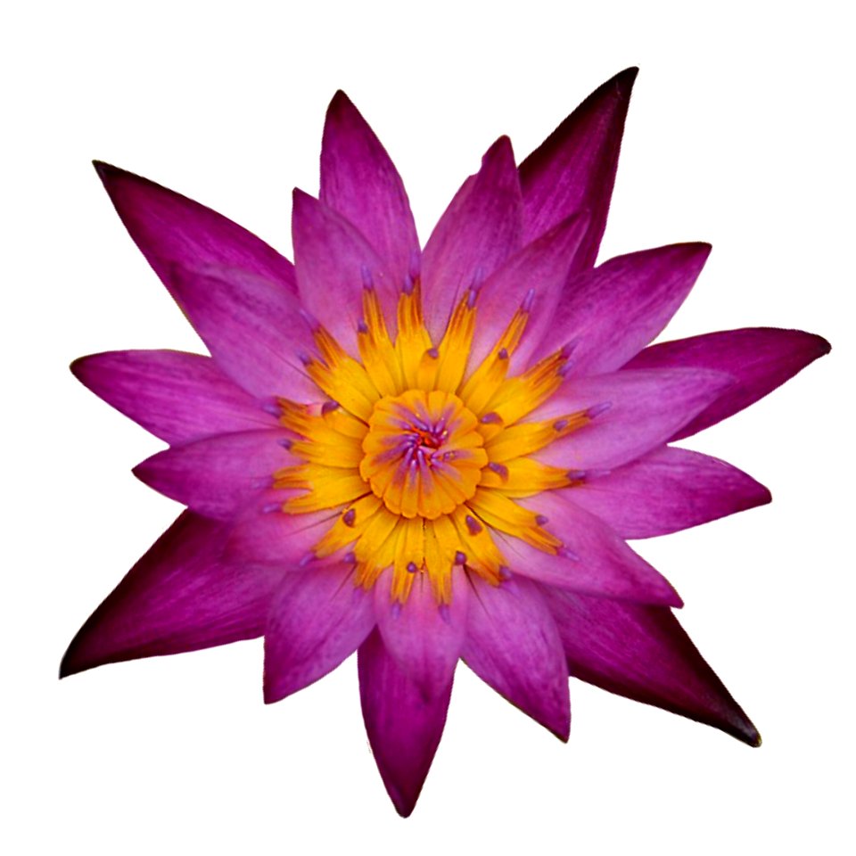 Flower Purple Violet Flora