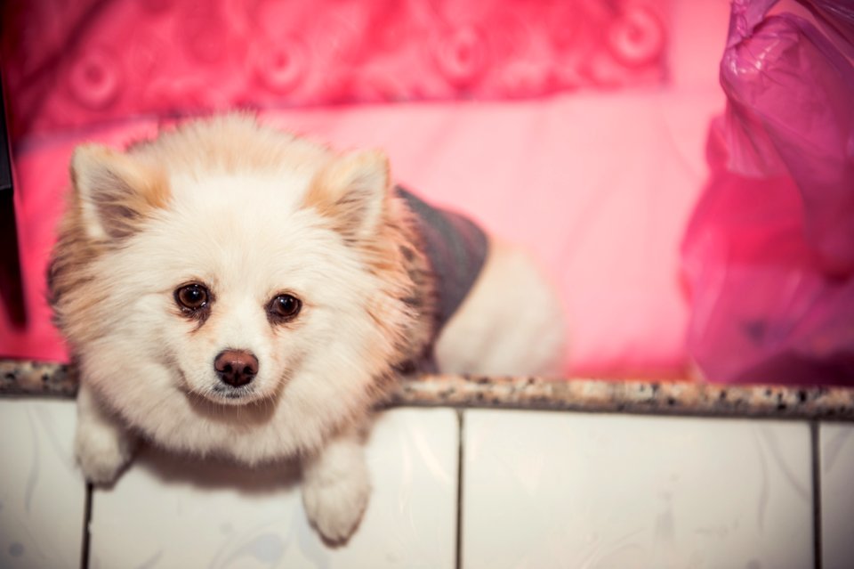 Dog Dog Like Mammal Pomeranian Skin