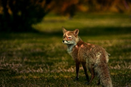 Wildlife Fox Red Fox Fauna photo