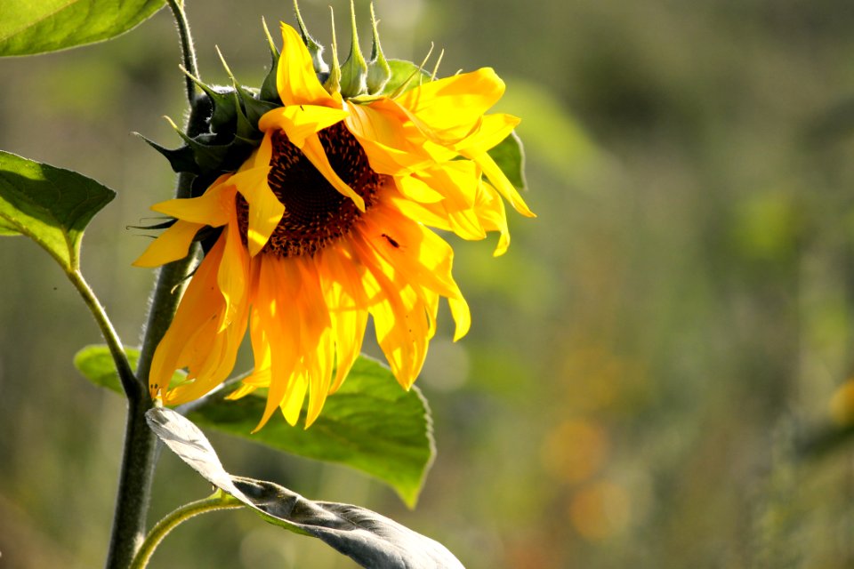 Flower Sunflower Yellow Flora