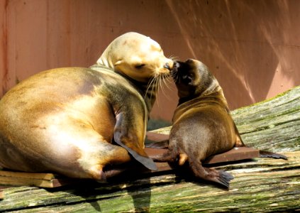 Seals Mammal Fauna Harbor Seal photo
