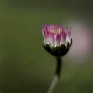 Flower Flora Wildflower Close Up