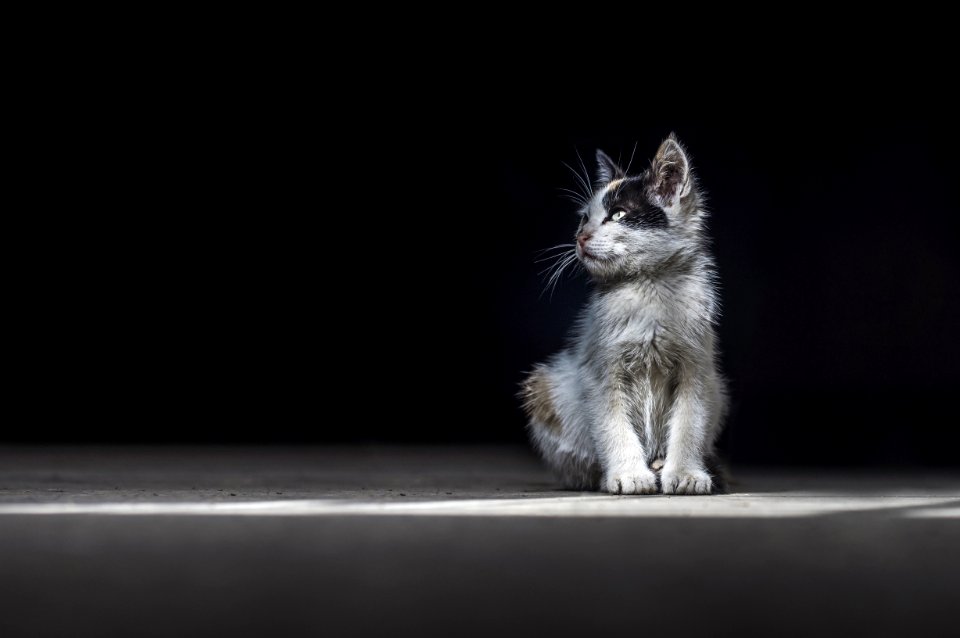 Cat Mammal Small To Medium Sized Cats Black And White