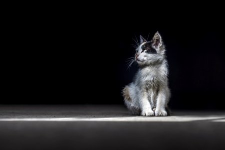 Cat Mammal Small To Medium Sized Cats Black And White