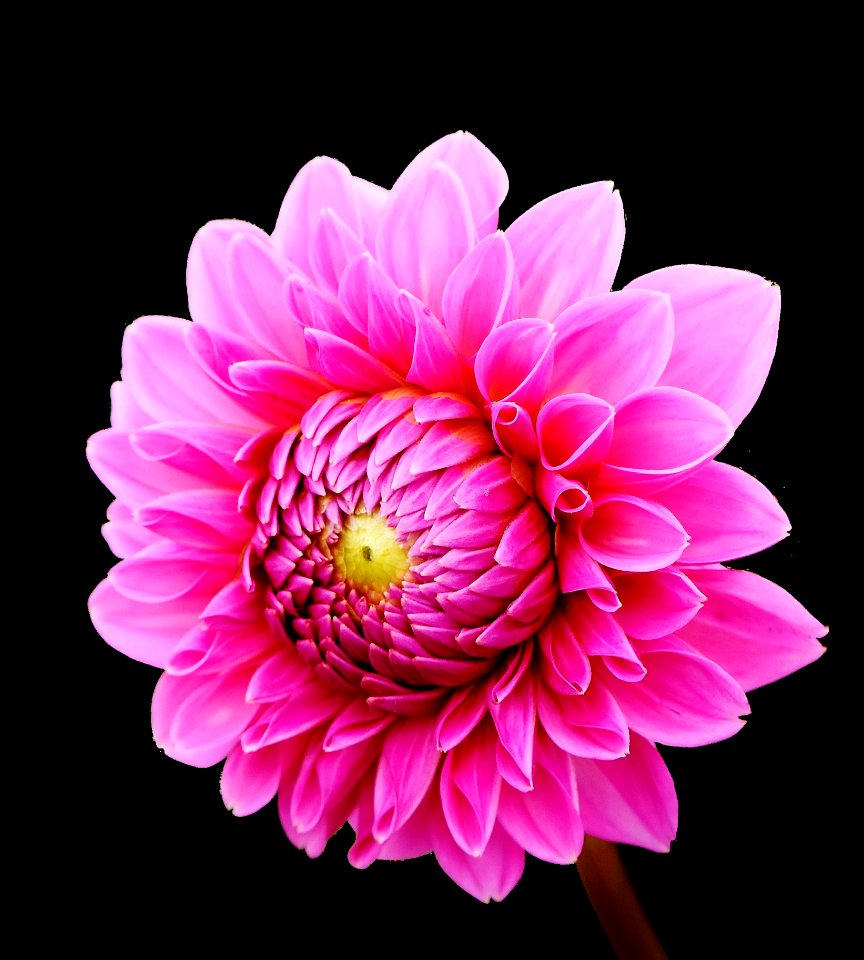 Flower Pink Flowering Plant Dahlia