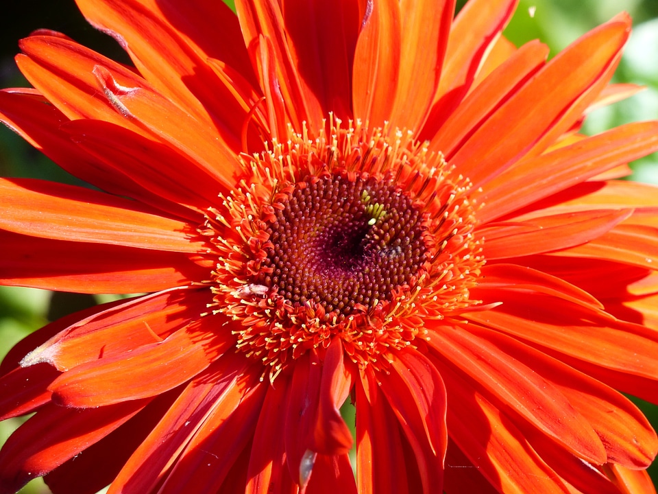 Closeup vibrant floral