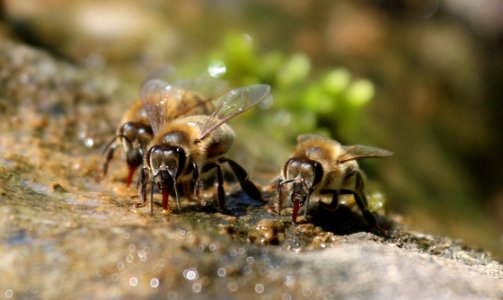 Insect Honey Bee Bee Membrane Winged Insect photo