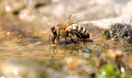 Insect Bee Honey Bee Invertebrate