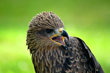 Beak Bird Bird Of Prey Falcon photo