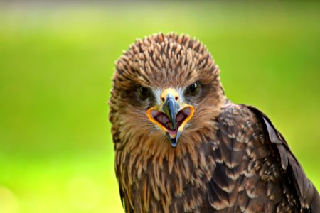 Beak Bird Bird Of Prey Falcon photo