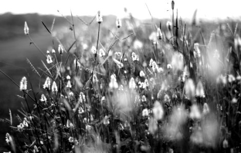 Black And White Water Monochrome Photography Grass photo