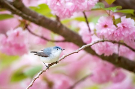 Bird Blossom Branch Fauna photo