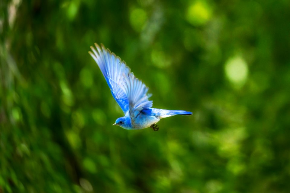 Bird Beak Fauna Bluebird