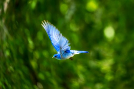 Bird Beak Fauna Bluebird photo