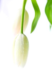 Flower Plant Produce
