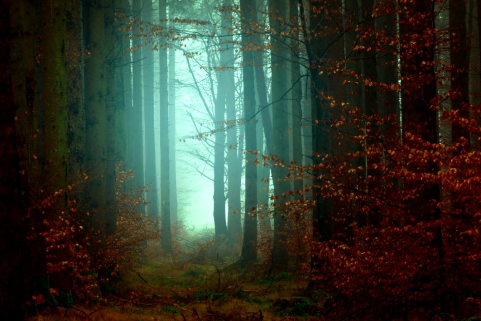 Forest Nature Ecosystem Woodland
