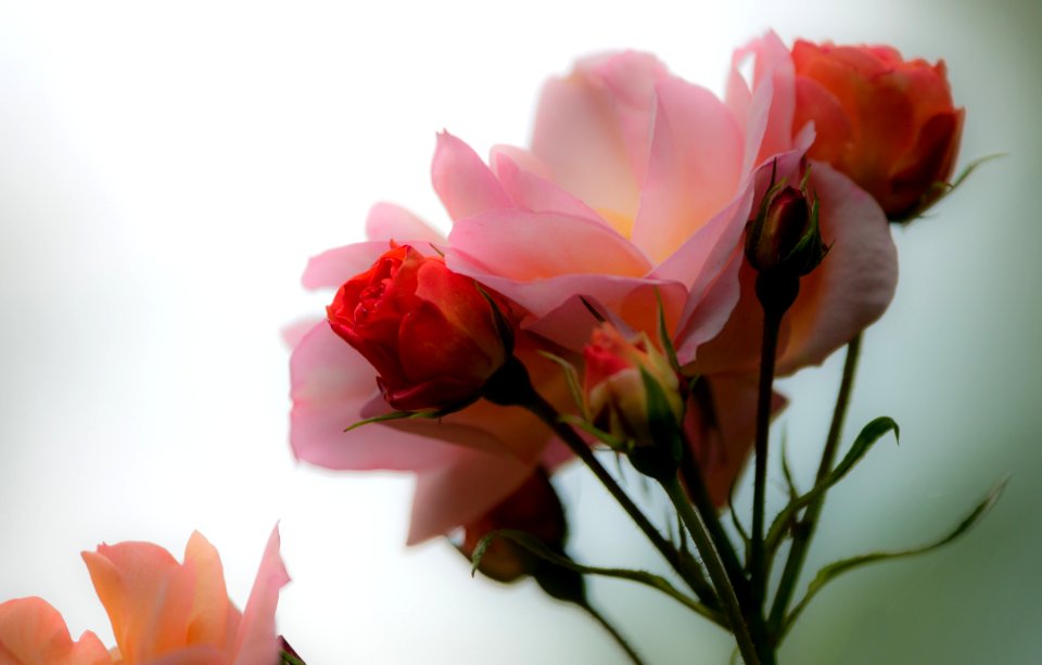 Flower Pink Rose Family Rose
