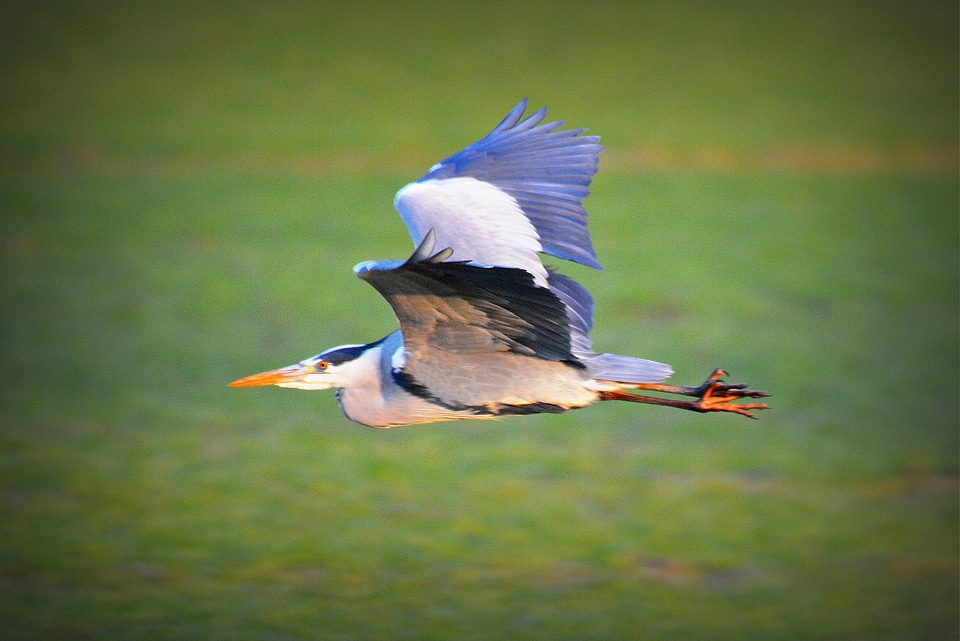 Heron fly nature