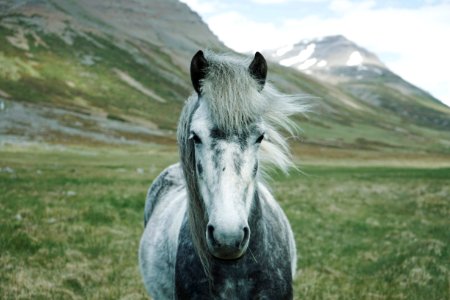 Horse Ecosystem Horse Like Mammal Mane photo