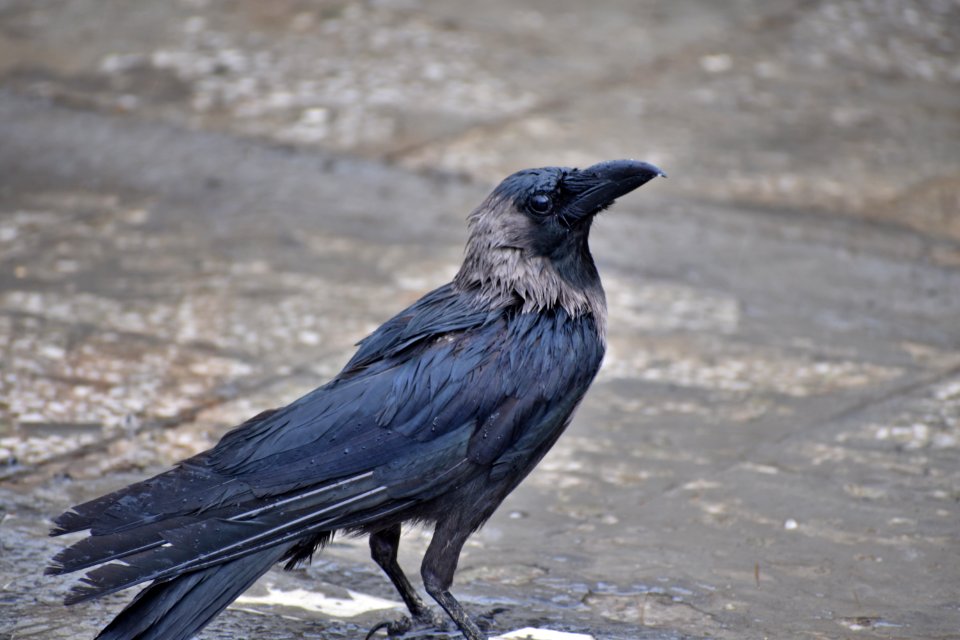 Bird Crow Like Bird American Crow Crow