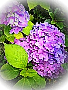 Flower Flowering Plant Plant Hydrangea