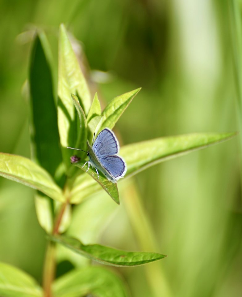 Insect Lycaenid Butterfly Flora photo