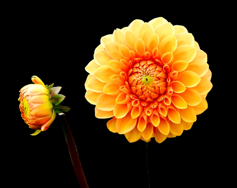 Flower Flowering Plant Yellow Dahlia photo