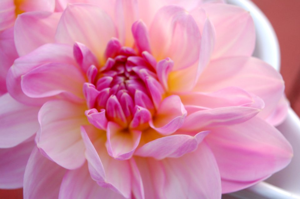 Flower Pink Petal Close Up