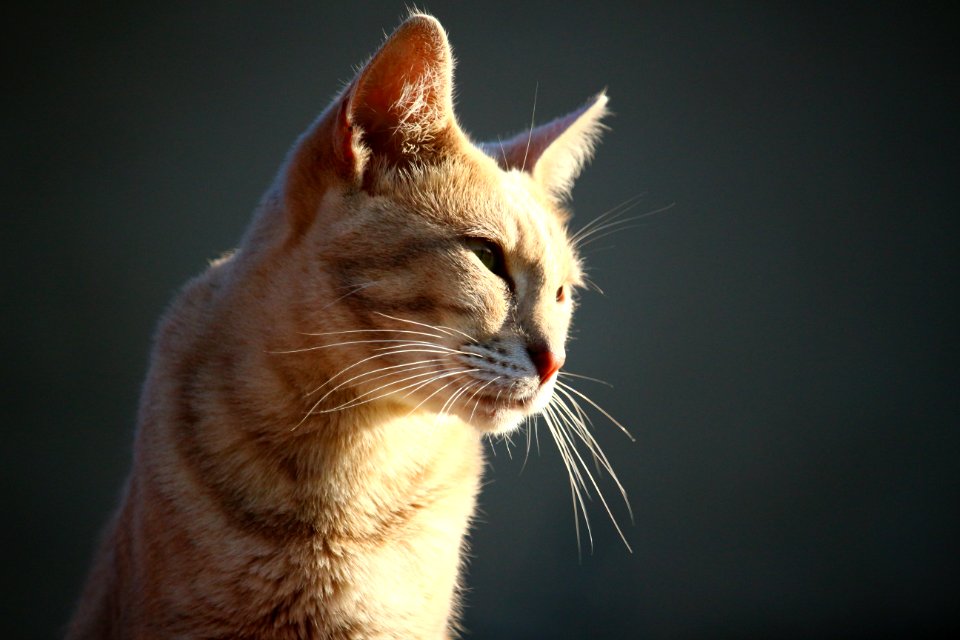 Cat Whiskers Small To Medium Sized Cats Cat Like Mammal