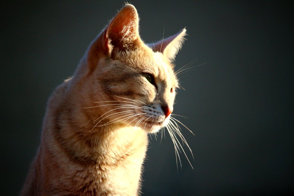 Cat Whiskers Small To Medium Sized Cats Cat Like Mammal photo