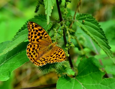 Butterfly Moths And Butterflies Insect Brush Footed Butterfly