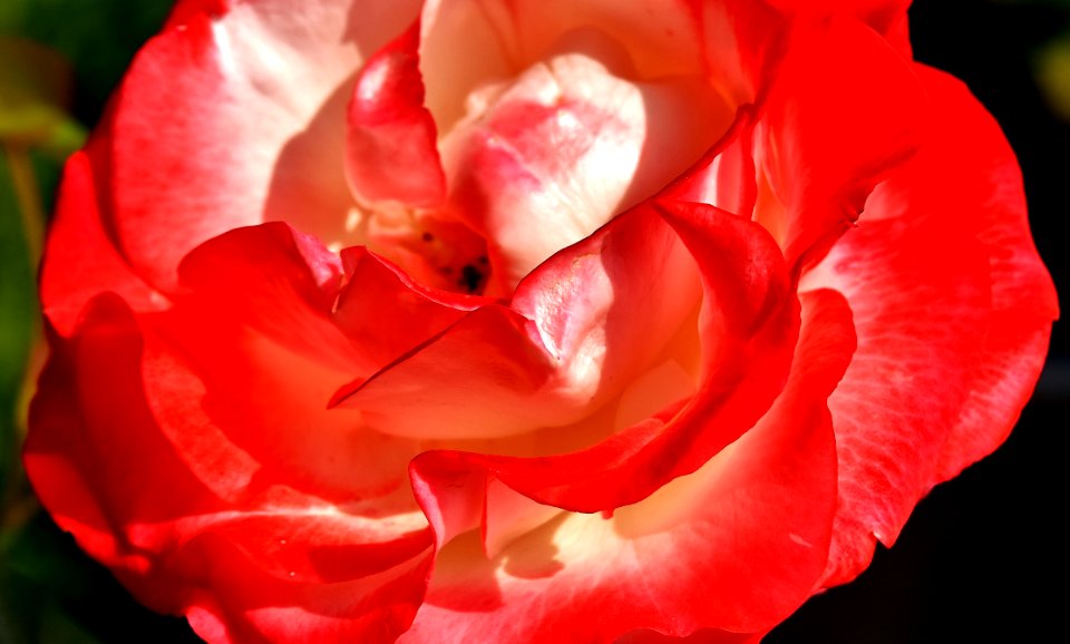 Rose Flower Rose Family Red
