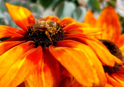 Flower Yellow Honey Bee Bee photo