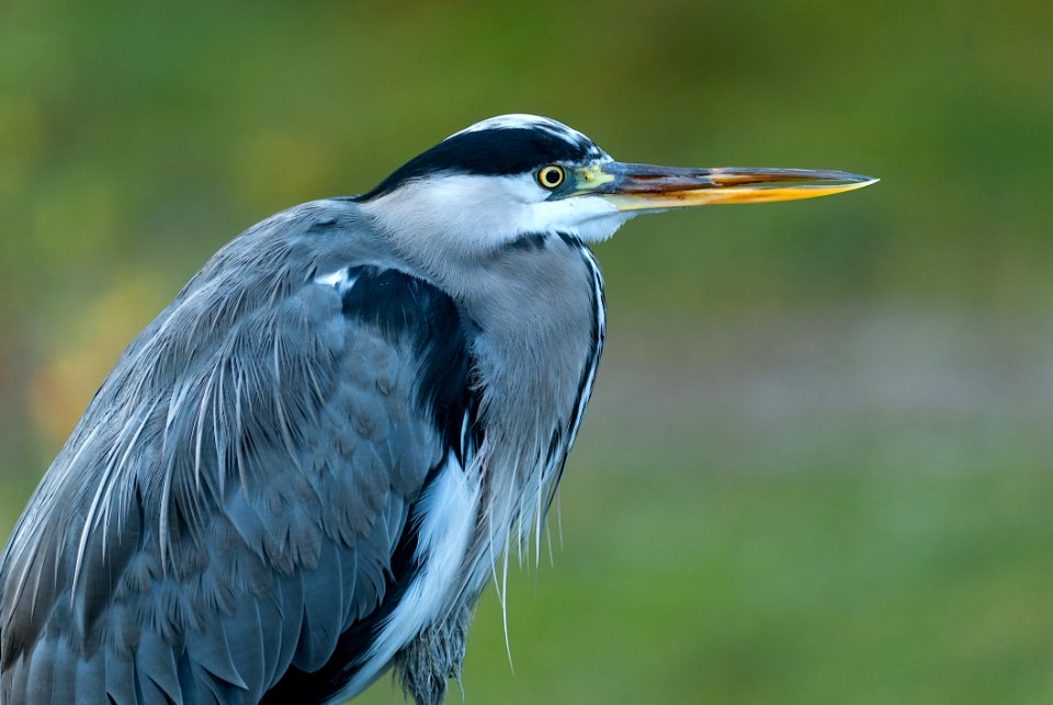 Bird Beak Fauna Wildlife