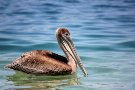 Pelican Bird Seabird Beak