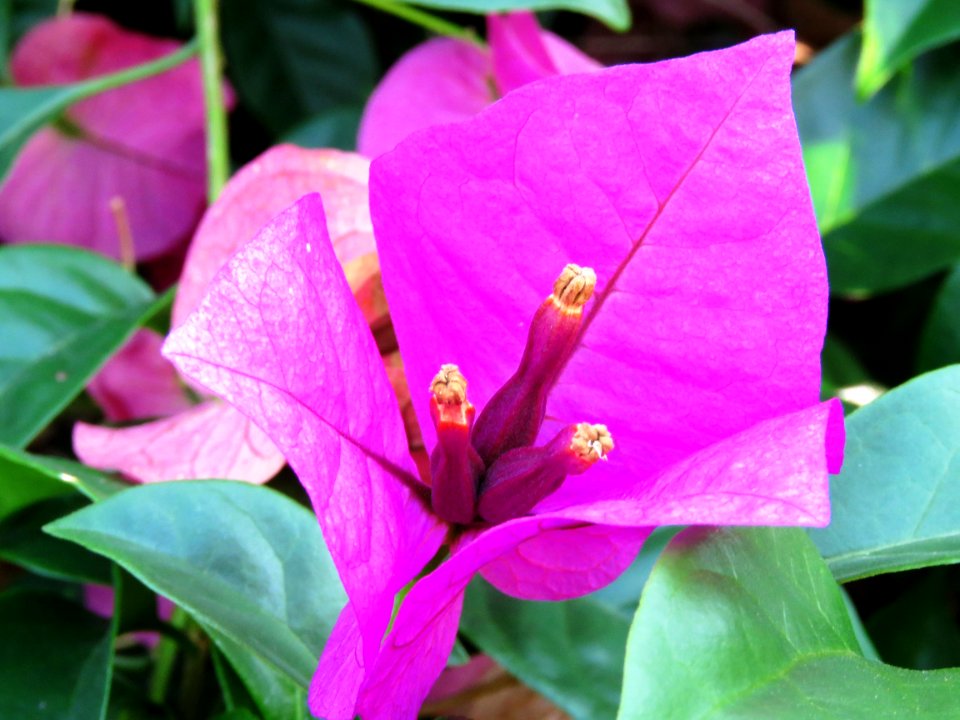 Flower Plant Flora Leaf