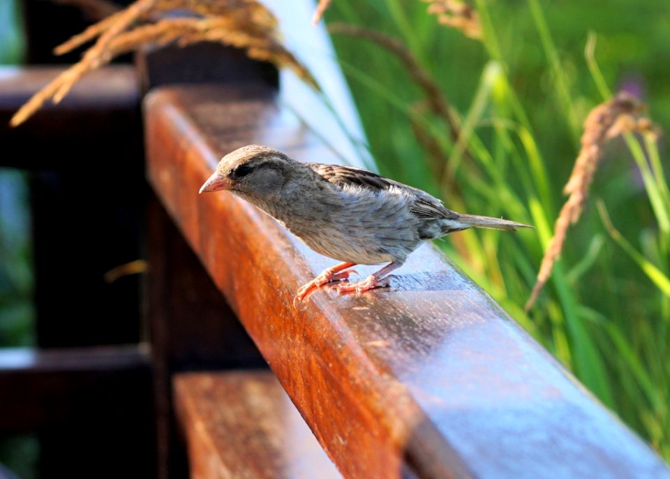 Bird Fauna Beak Wren photo