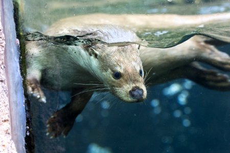 Fauna Mammal Otter Mustelidae photo