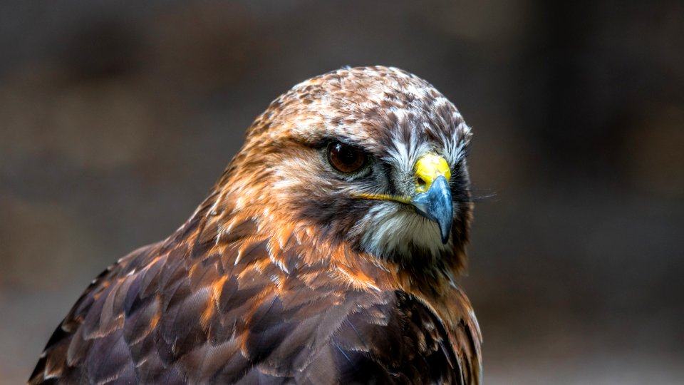 Bird Beak Bird Of Prey Hawk photo