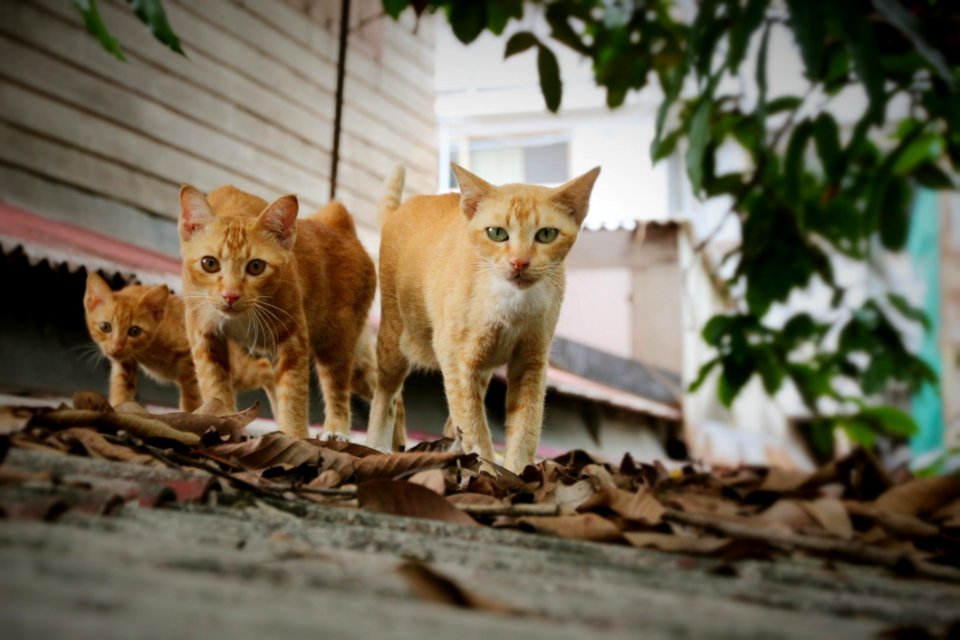 Fauna Wildlife Organism Whiskers