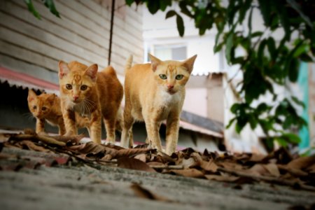 Fauna Wildlife Organism Whiskers