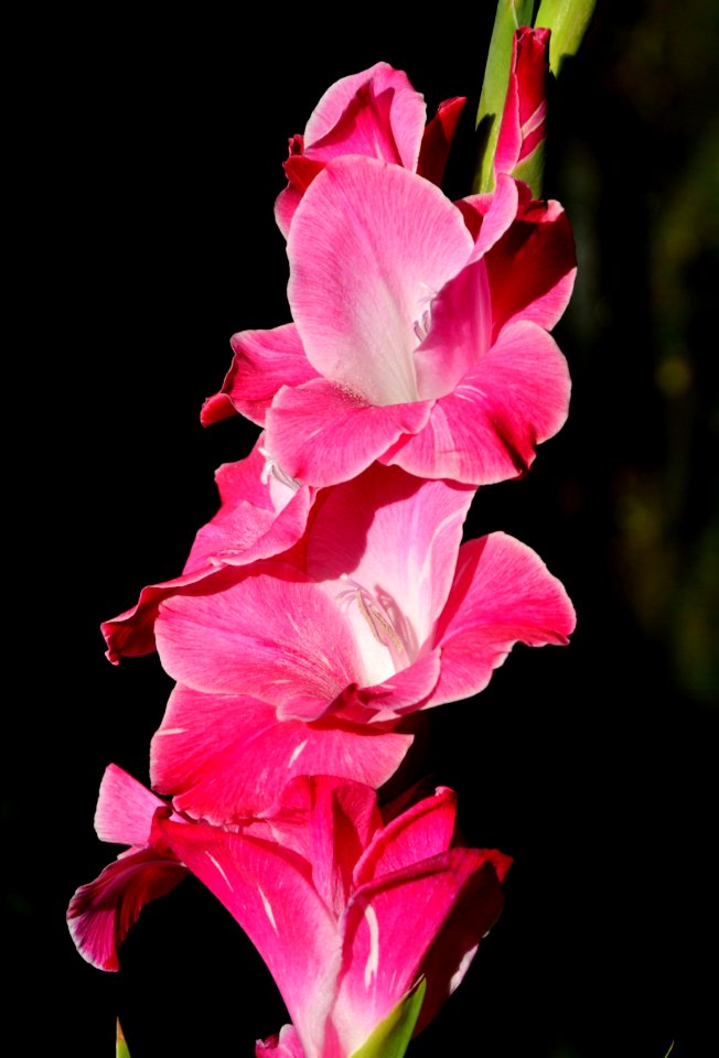 Flower Flowering Plant Pink Plant