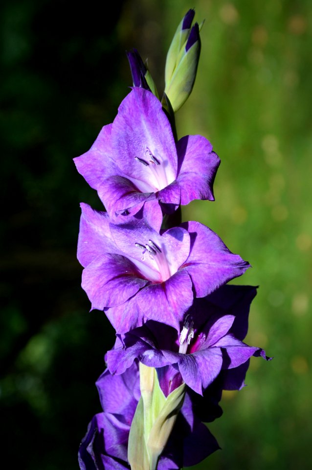 Flower Plant Flowering Plant Gladiolus photo