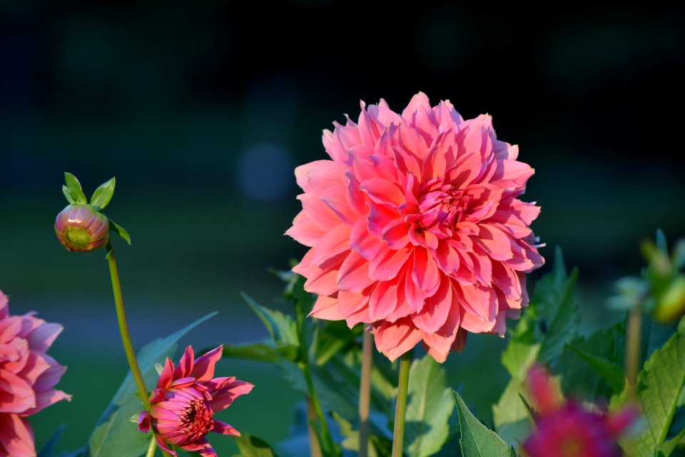 Flower Flowering Plant Plant Dahlia