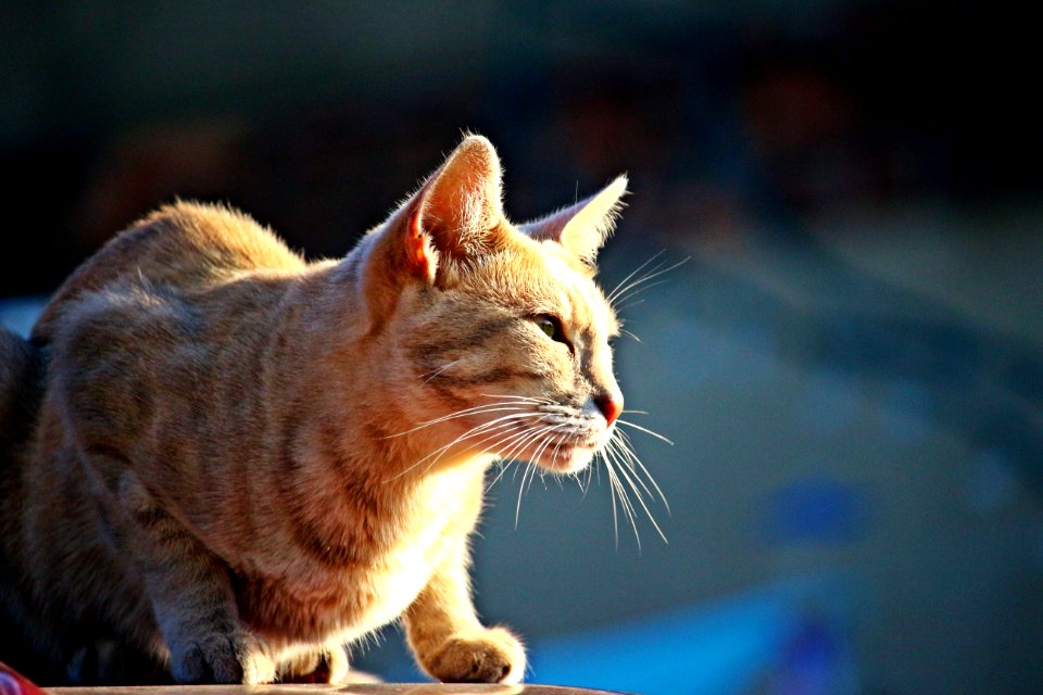 Cat Whiskers Facial Expression Small To Medium Sized Cats